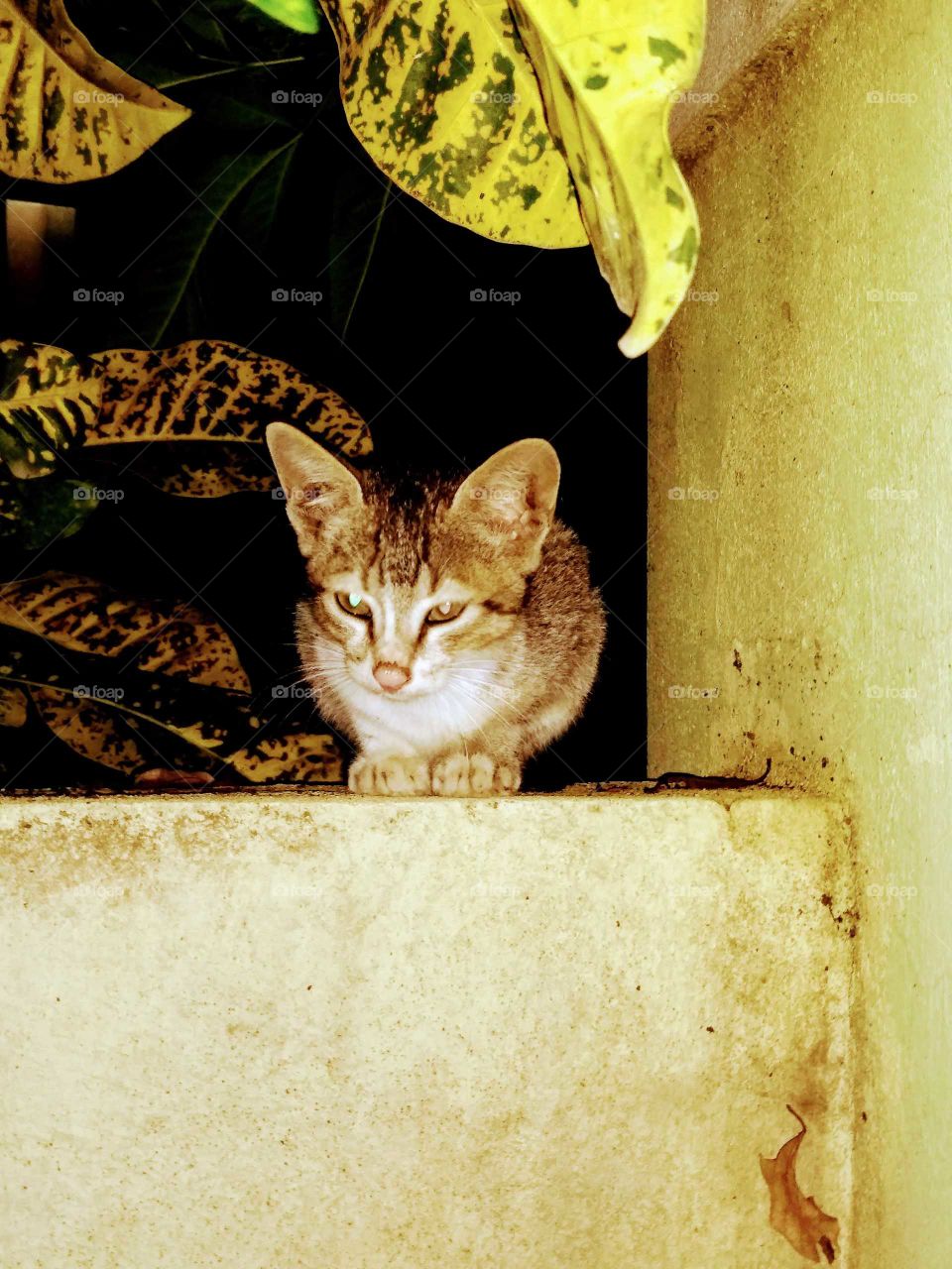 a cat observing the rain water