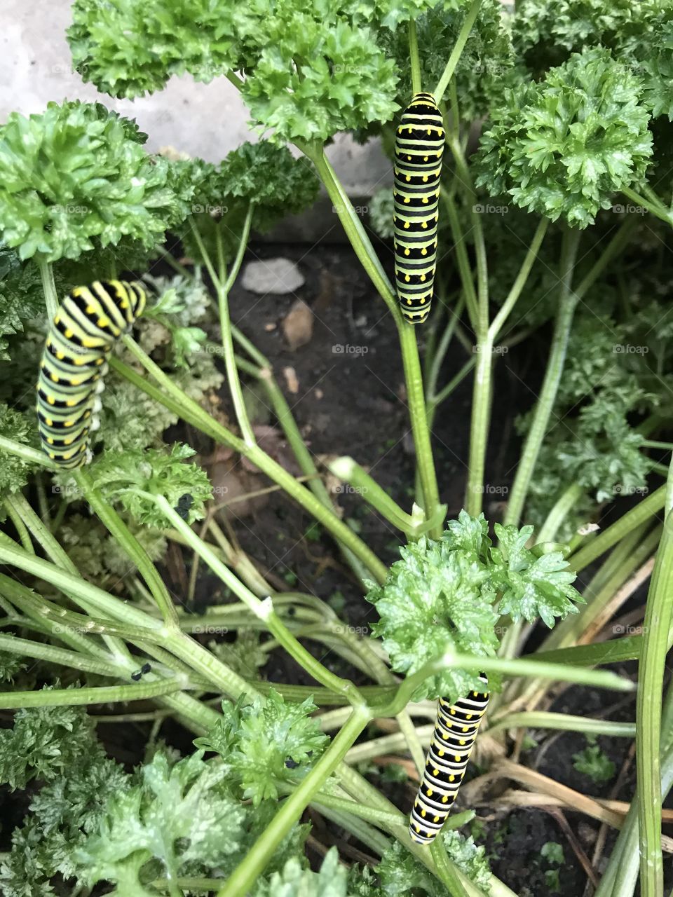 Caterpillars