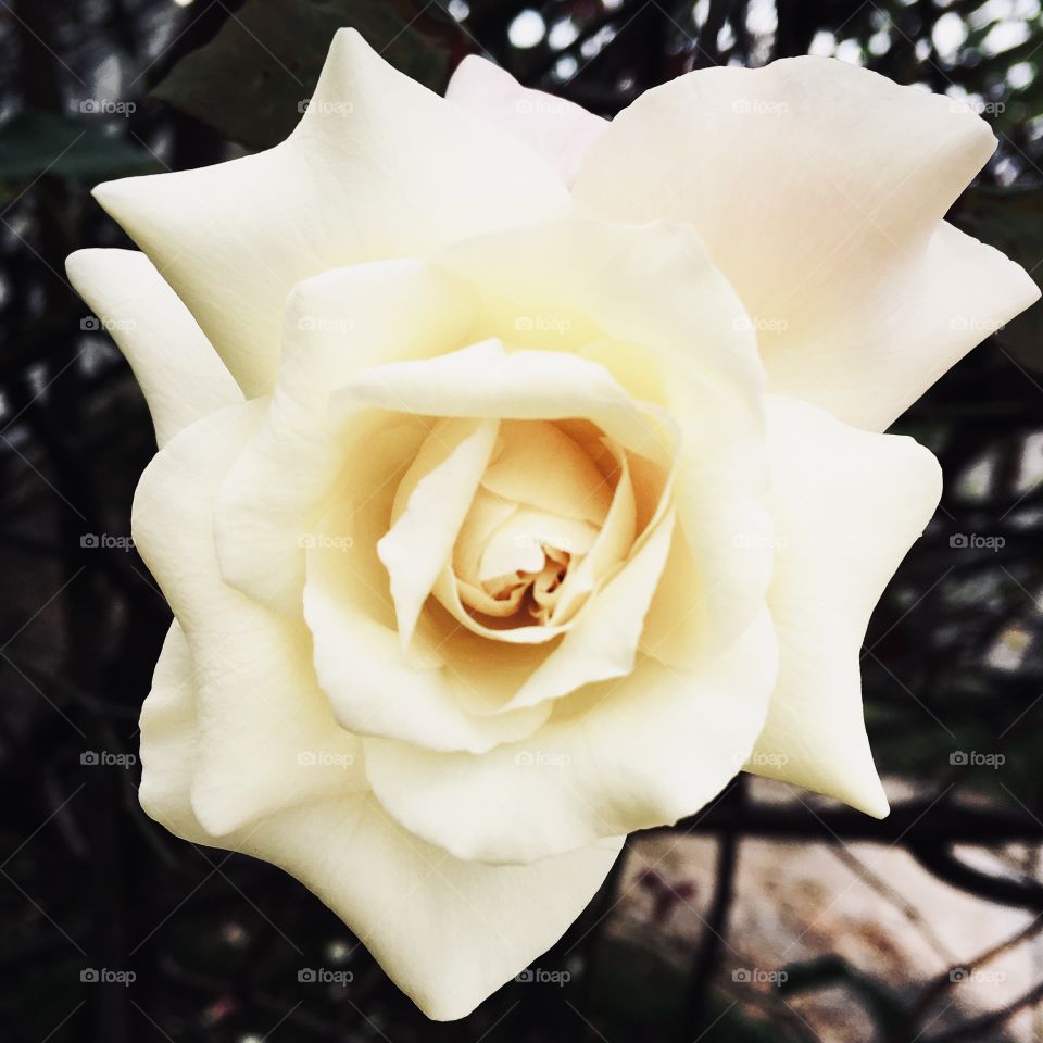 🌹 🇺🇸 Very beautiful flowers to brighten our day.  Live nature and its beauty. Did you like the delicate petals? / 🇧🇷 Flores muito bonitas para alegrar nosso dia. Viva a natureza e sua beleza. Gostaram das pétalas delicadas?