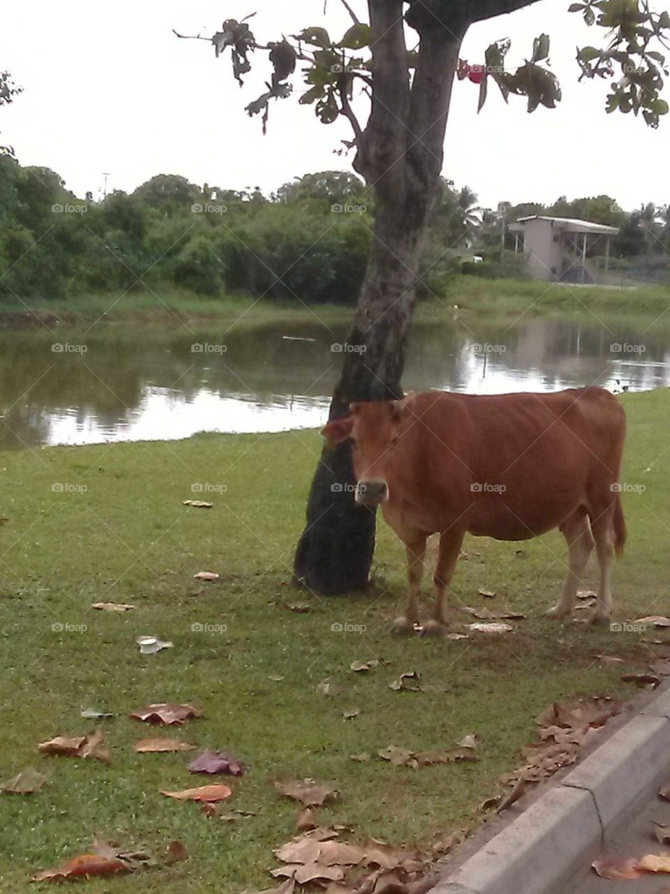 lake side