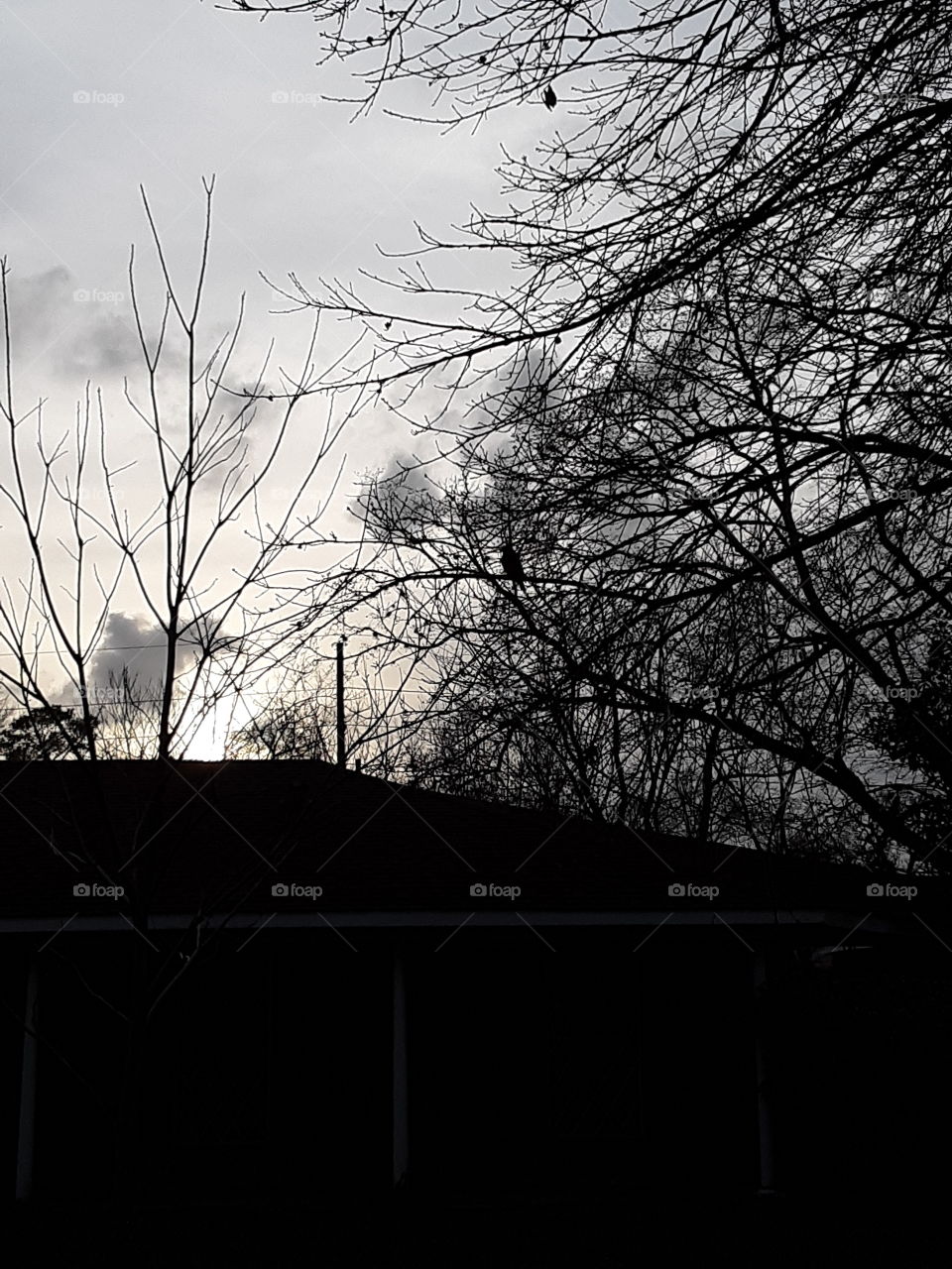 The Light In Texas !