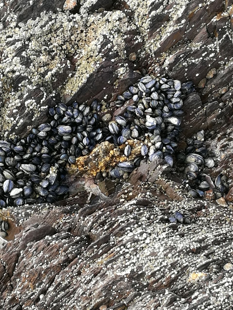 Sea shells at St Helena Bay