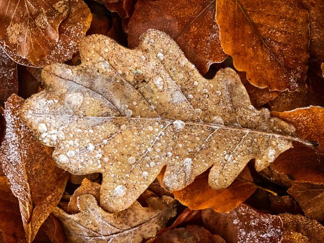 Autumn