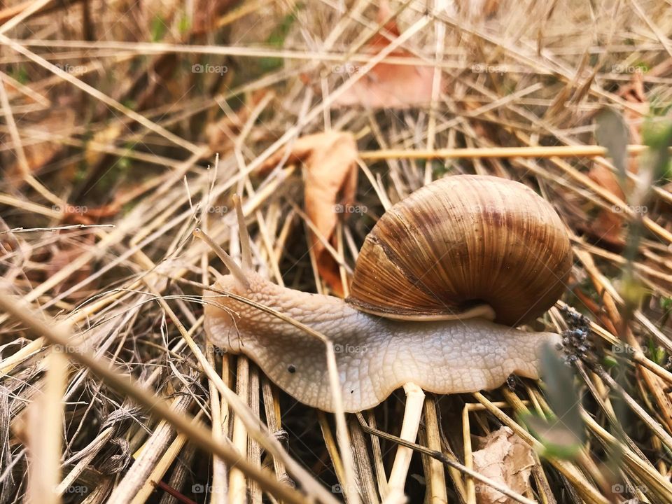 Snail on dry autumn grass 