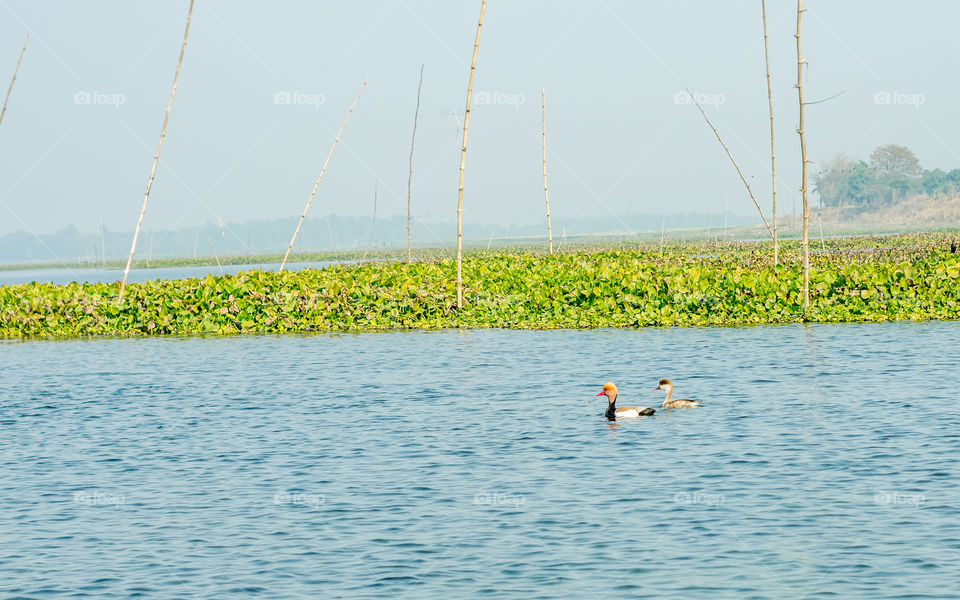 Closeup of a Seagulls or Gulls migratory birds, a medium size water bird, spotted in mangrove wetland of Krishna Wildlife Sanctuary, Andhra Pradesh India. It’s a popular species of Indian subcontinent