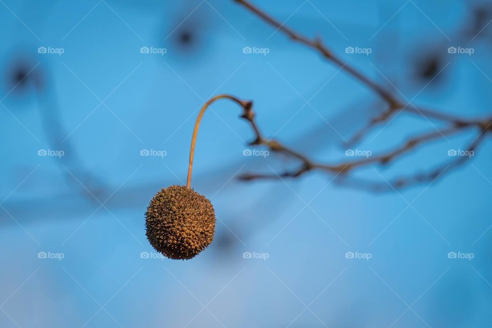 The seeds of the American Sycamore can no longer hide among the large lush leaves as winter has arrived. And the birds and squirrels are appreciative. Raleigh, North Carolina. 