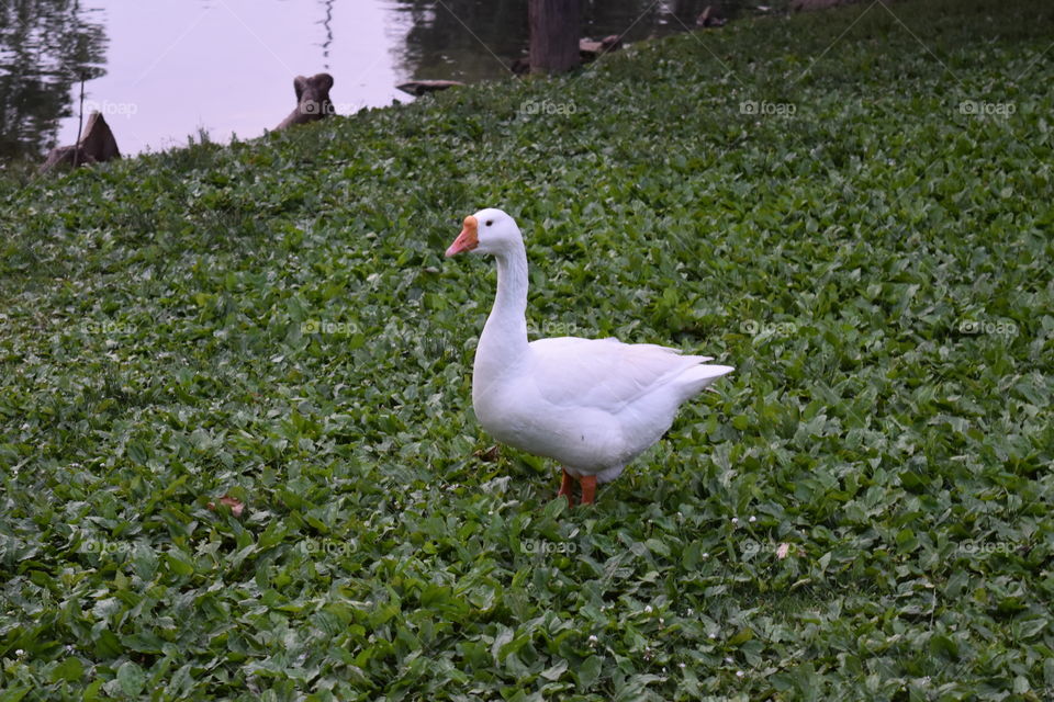 Bird, Duck, No Person, Nature, Water