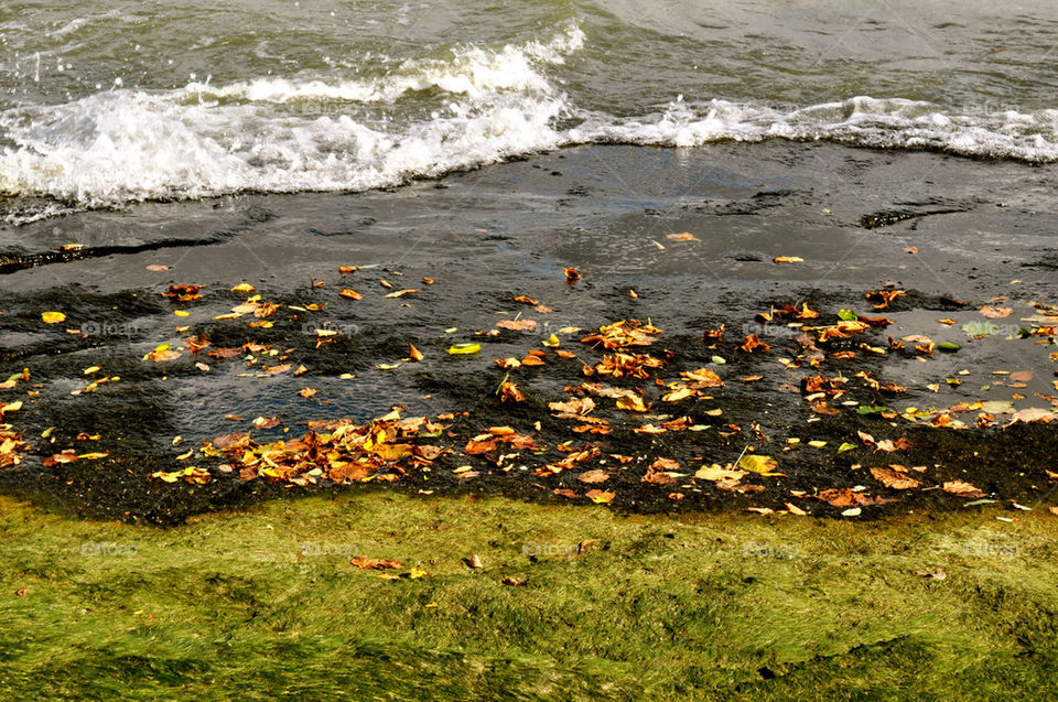 green water moss ohio by refocusphoto