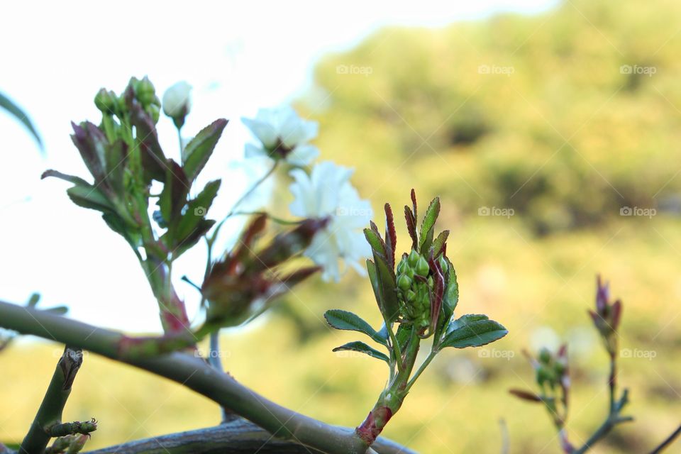 first buds and flowers of spring