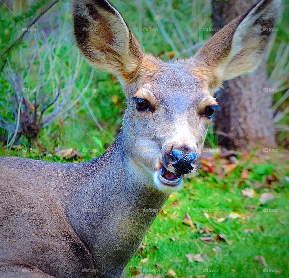 Deer