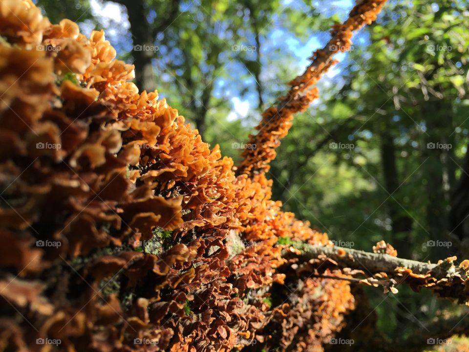 Beautiful color contrast on this decaying tree branch
