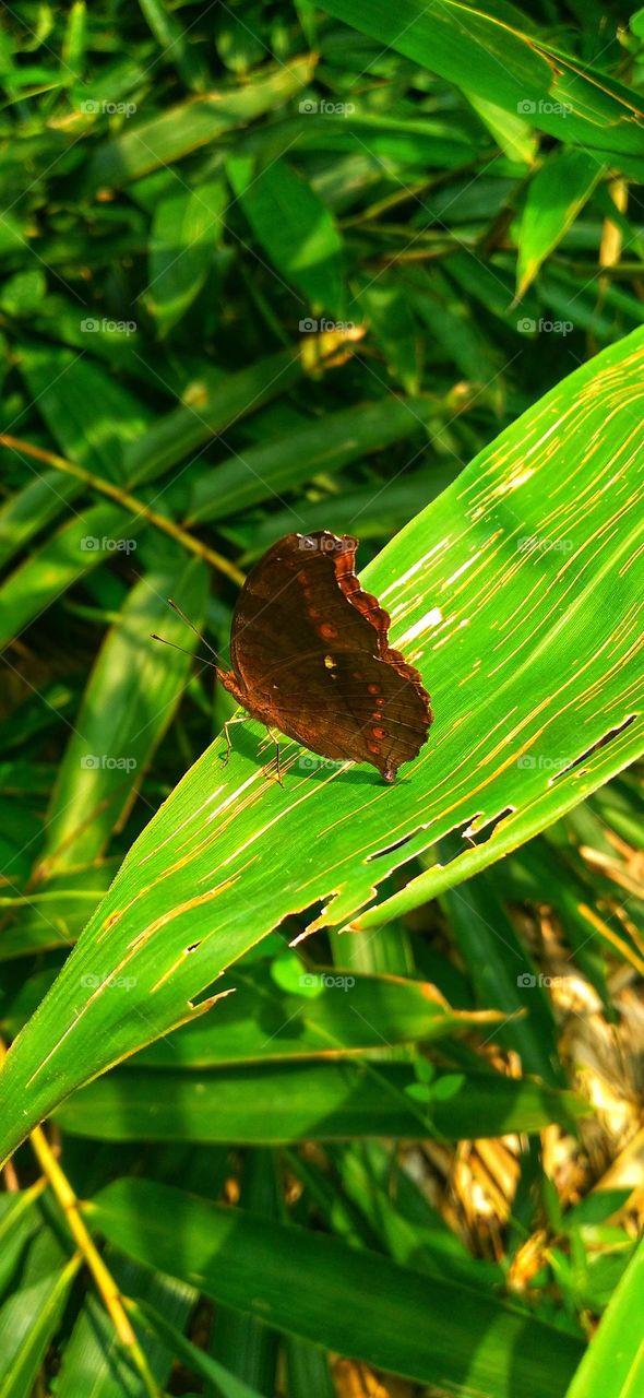 Junonia hedonia the brown pansy chocolate pansy brown soldier or chocolate argus.