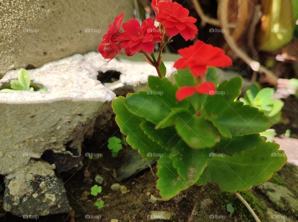 Florist Kalanchoe, plant
