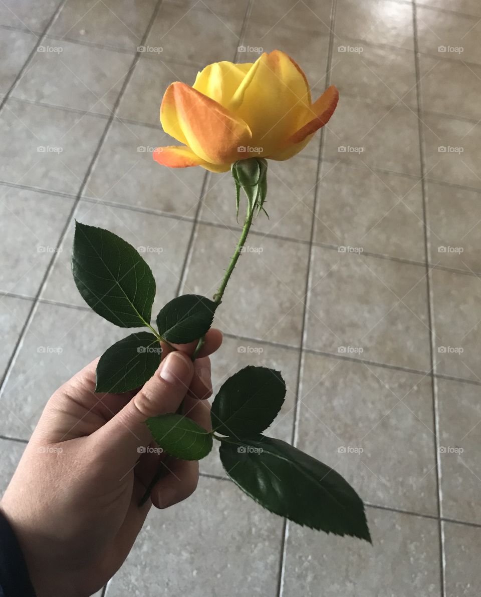 Holding Home grown yellow rose 