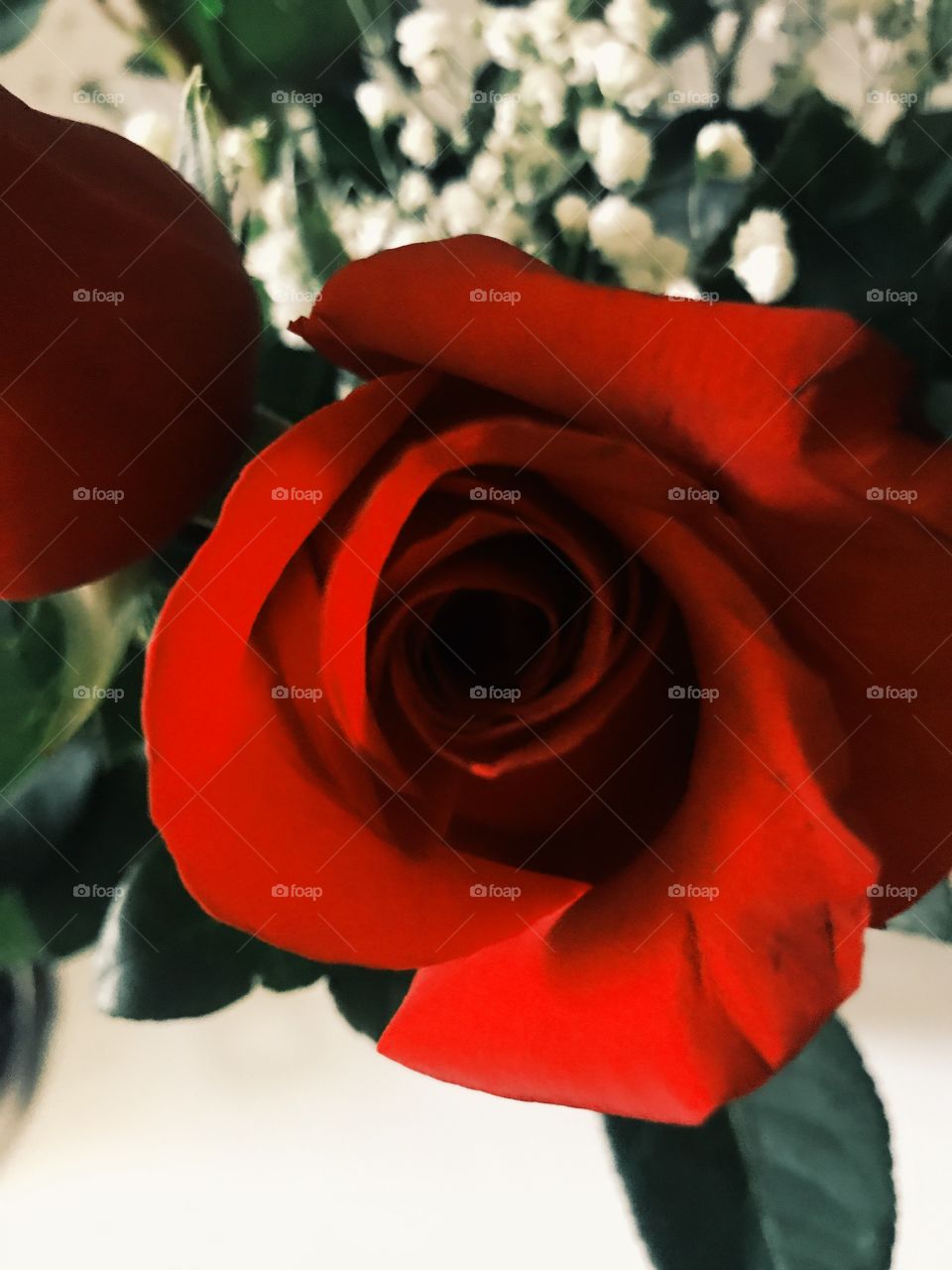 A beautiful red rose