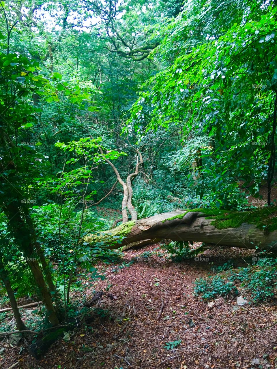 Nature, woodlands and a place to rest when you take the beautiful surroundings in during a walk in North Devon 