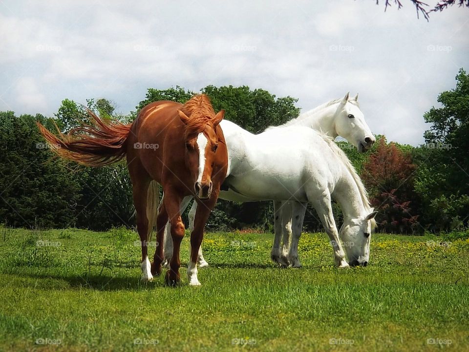 Three Horses on a Beautiful Day