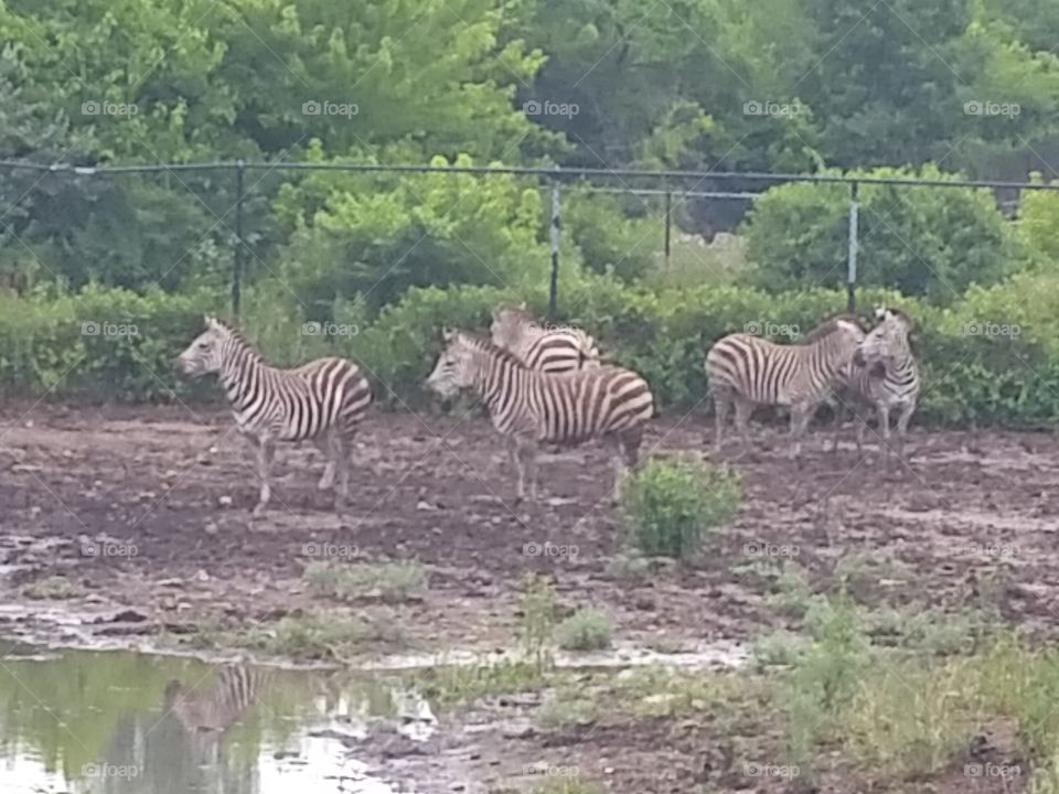 Zebras
