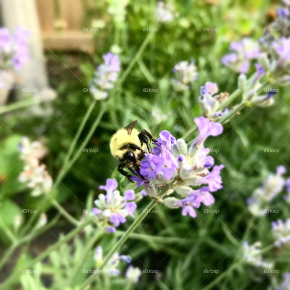 Yellow bumble bee on purple lavender flower