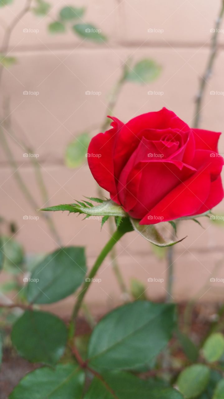 red rose. the beauty
