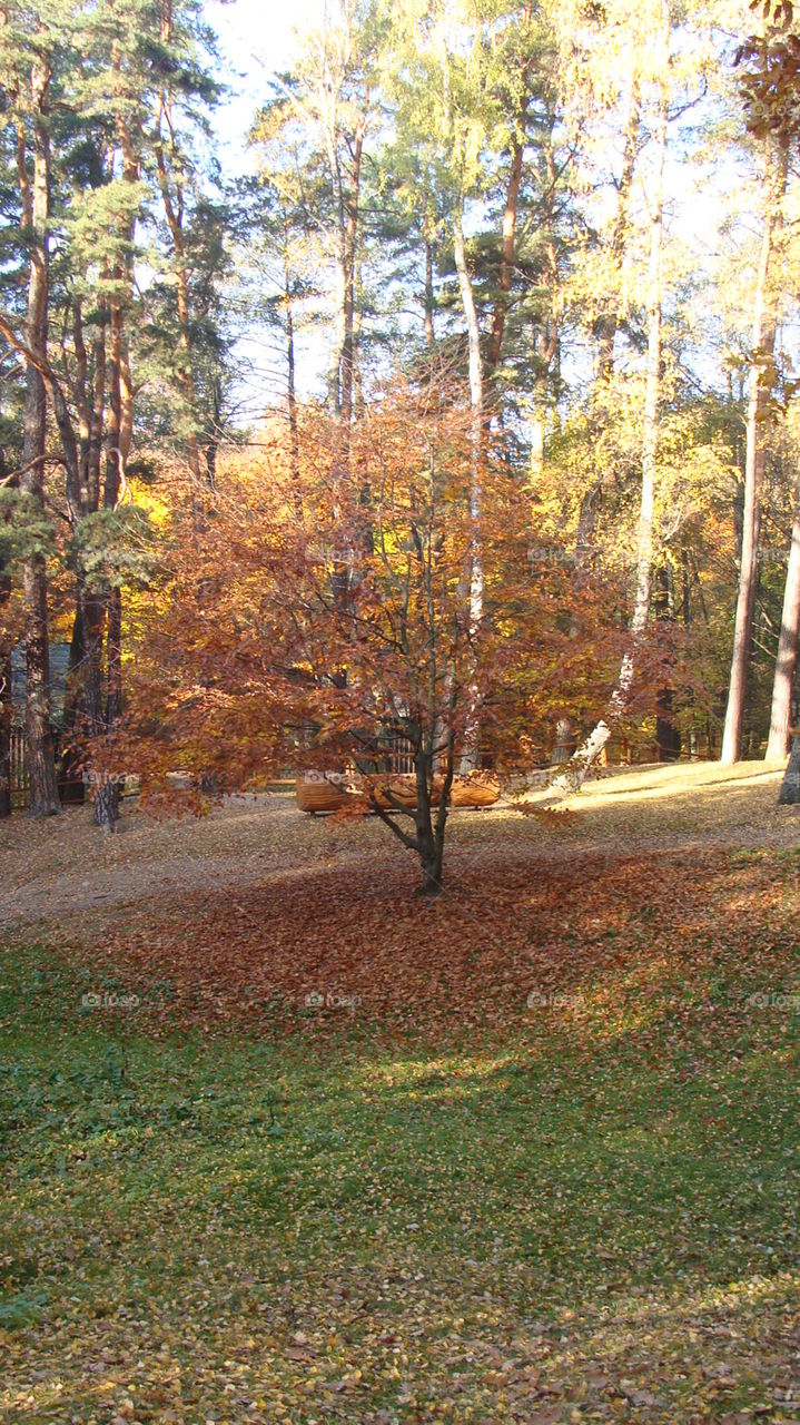 Tree, Leaf, Fall, Wood, Nature