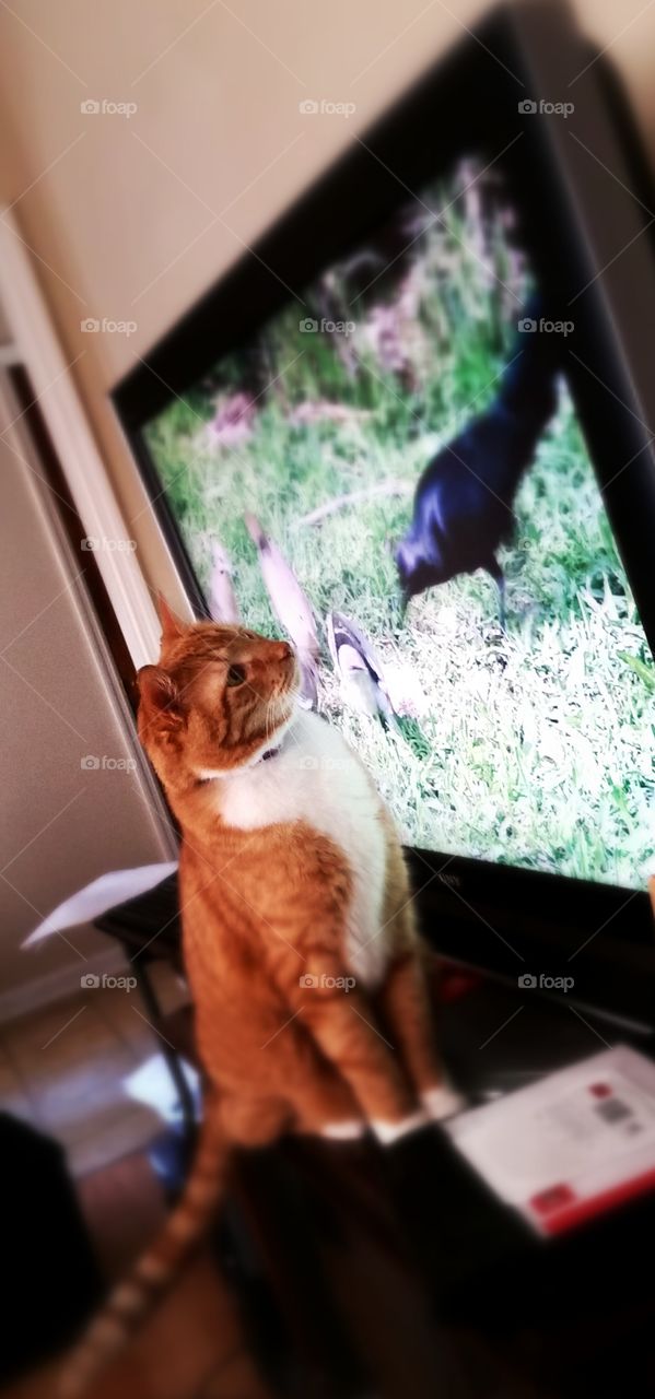 Kitty and Crow are Friends. Robin Kitty captivated by tv crow