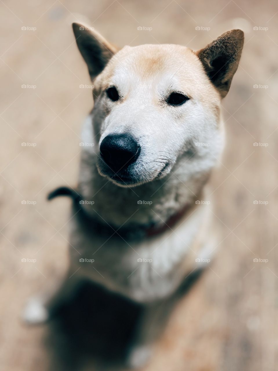 Dog portrait