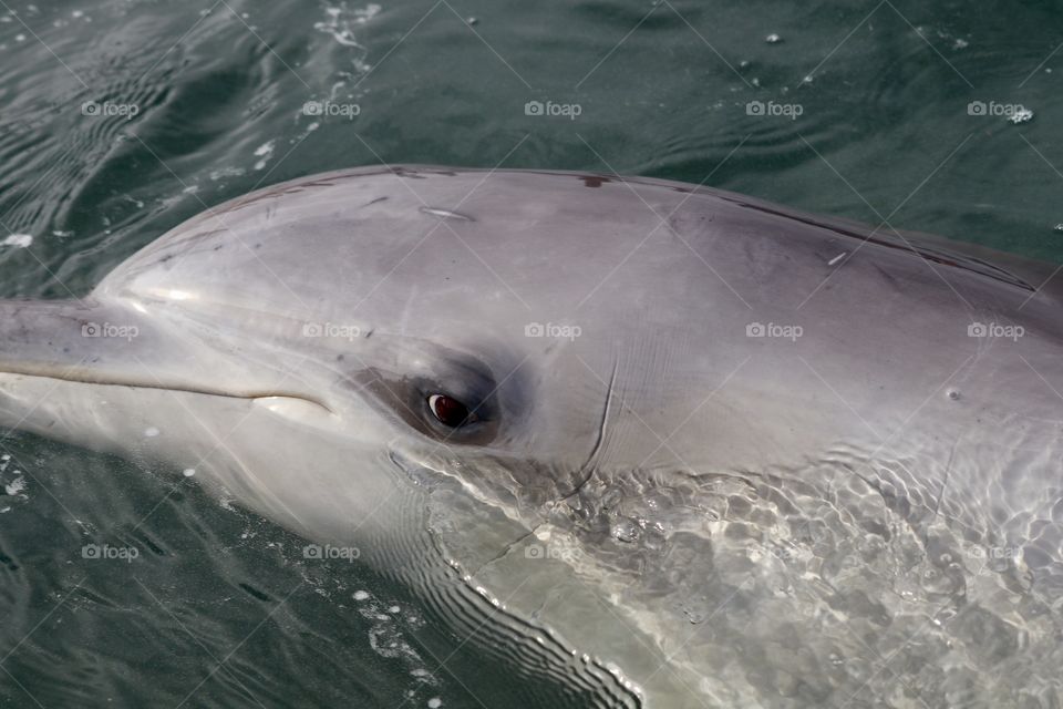 Wild dolphin in water head shot closeup