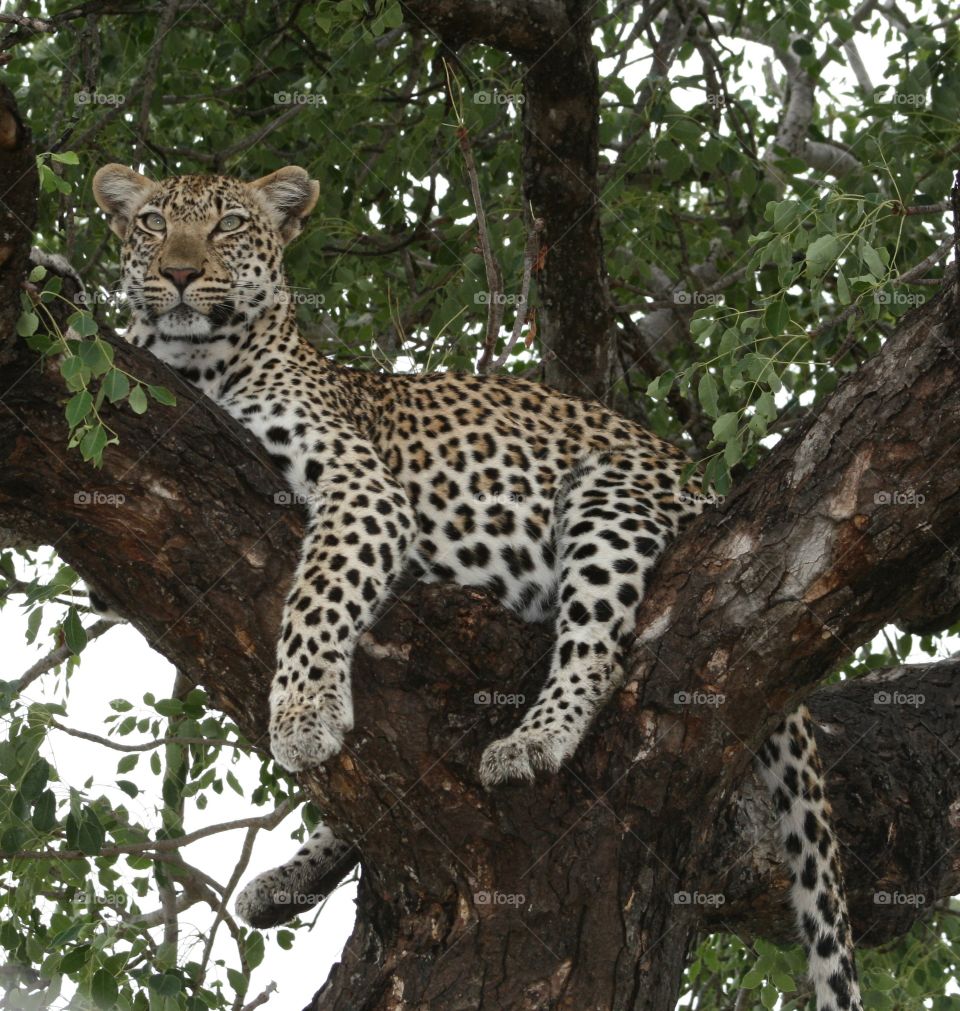 Leopard resting on tree