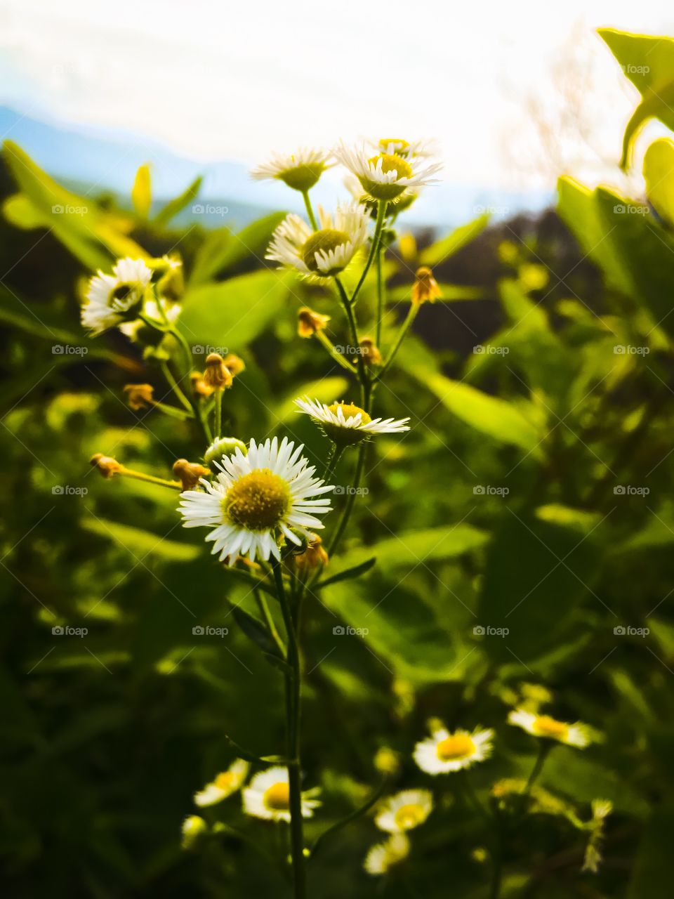 Anything can make a unique photograph, including small little flowers hidden in a bushel of weeds. 