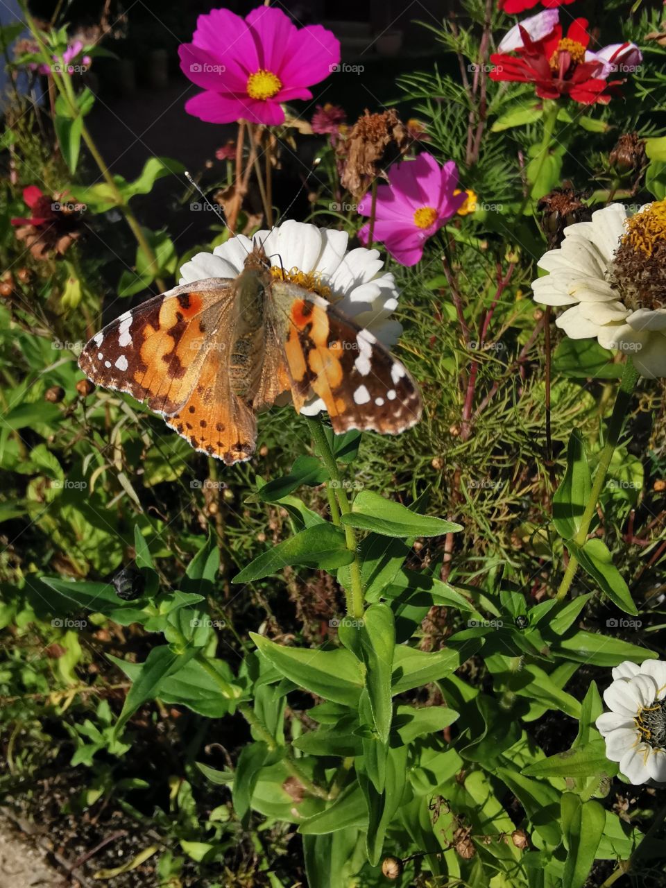 Butterfly on a white flower