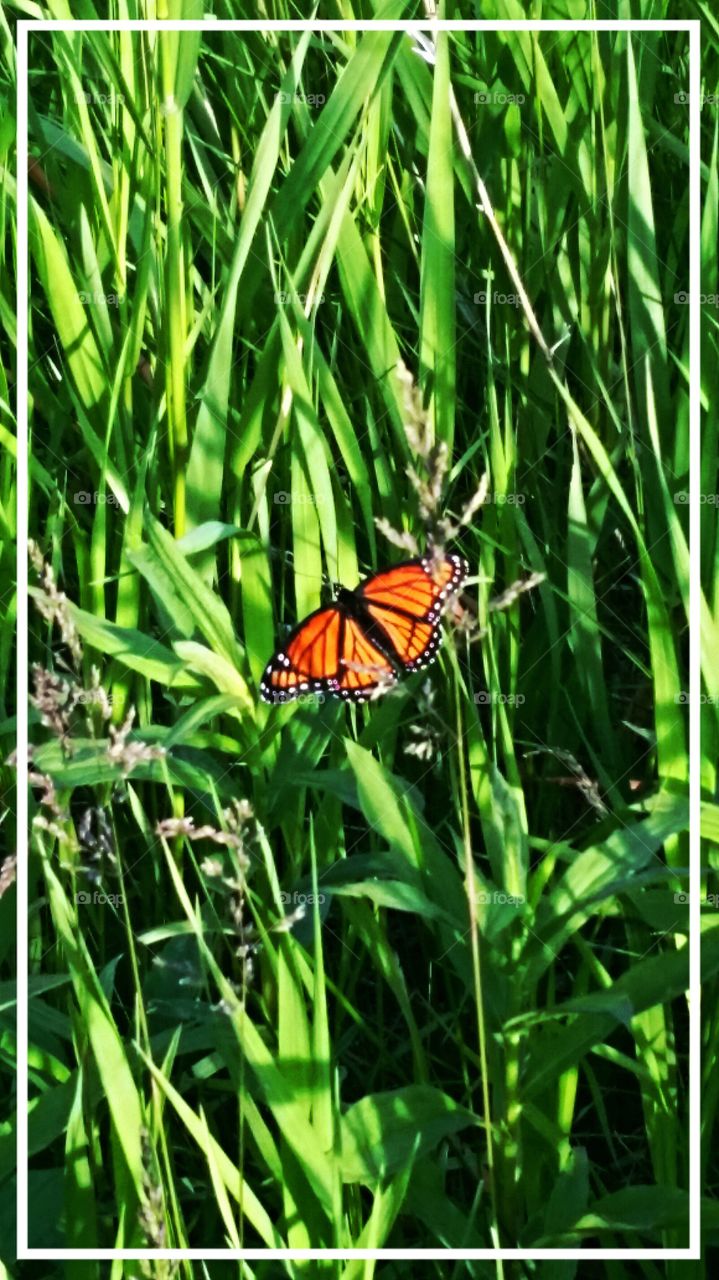 Dancing Butterfly. Devils Lake trails