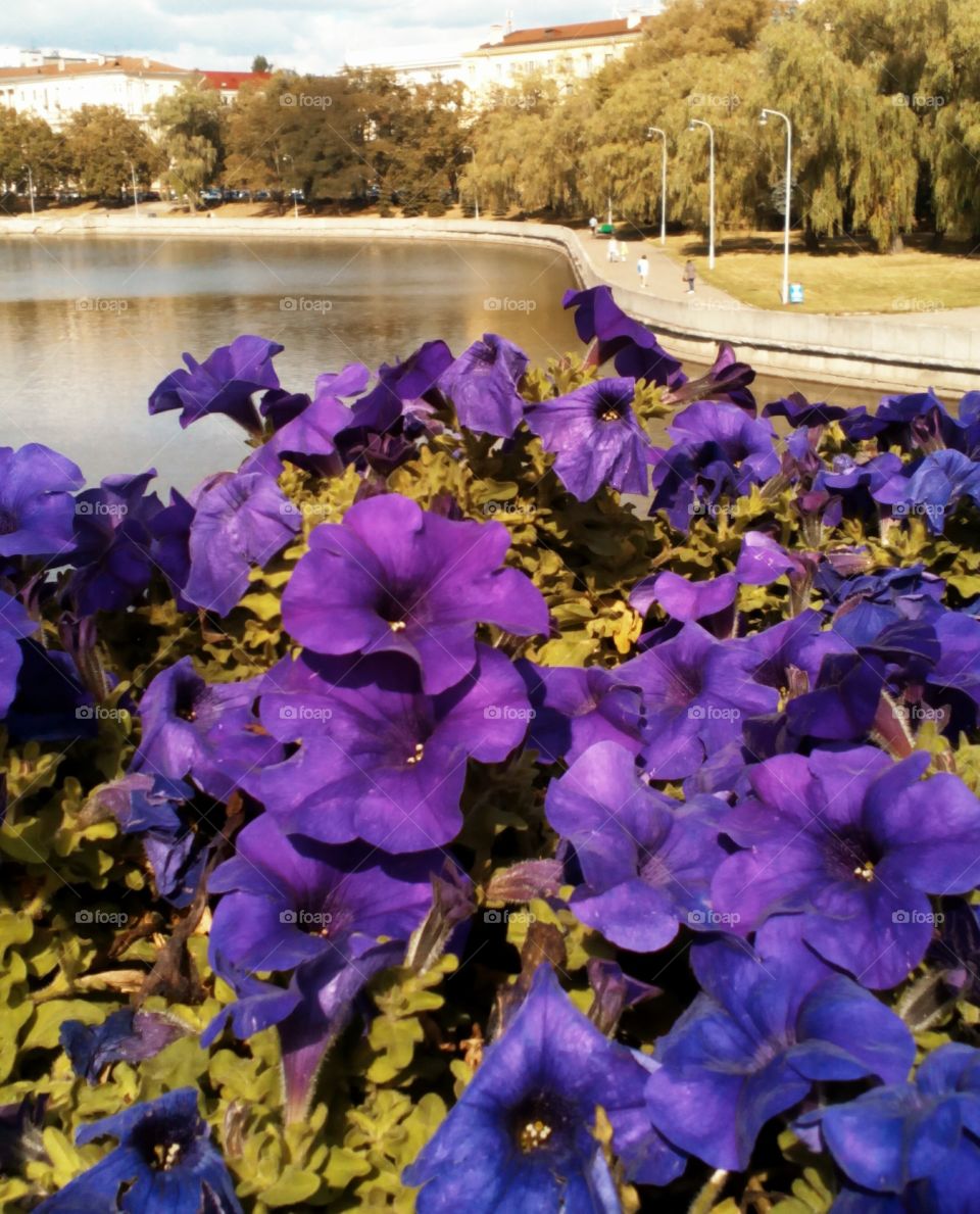 purple flowers on the river