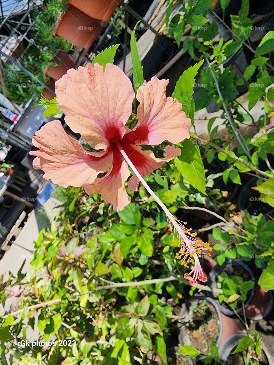 variegated peach hibiscus
