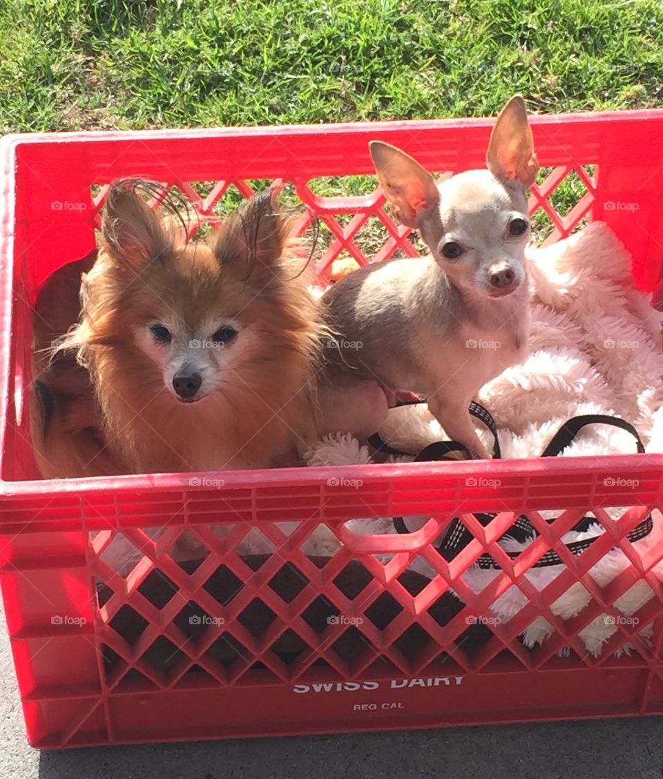 Two chihuahuas in a milk crate. 