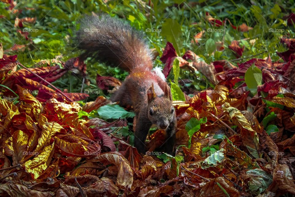 Jumping squirrel