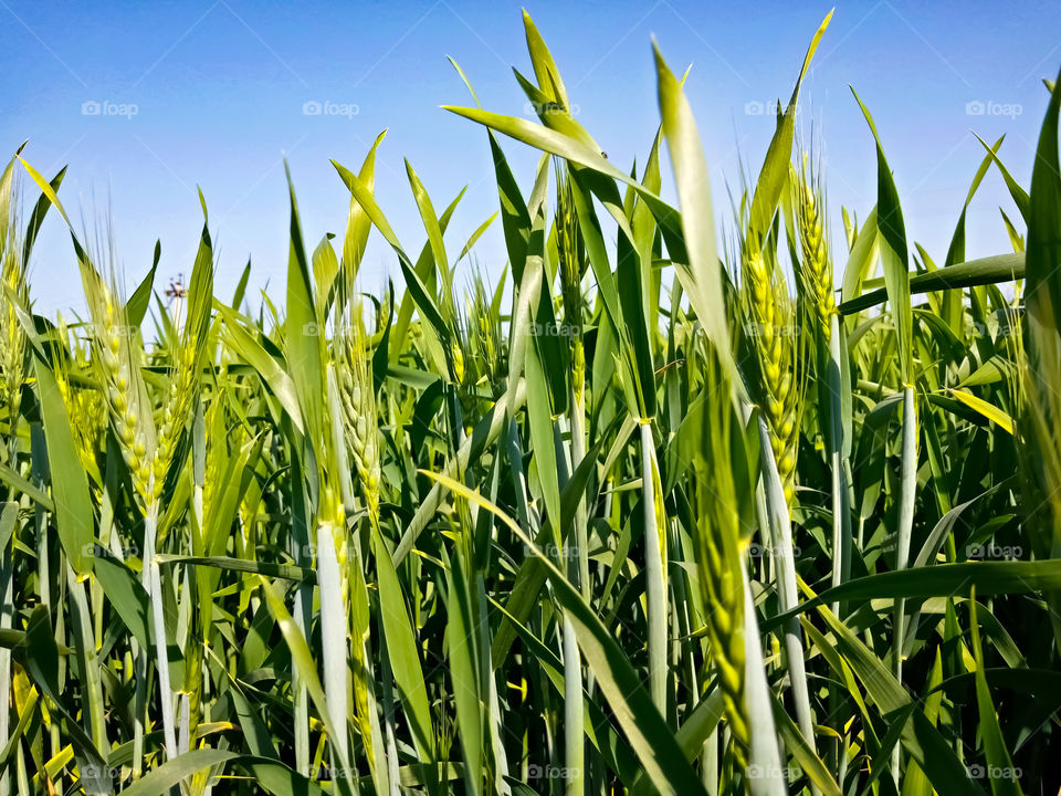Backdrop Of Green Wheat Ears and plants Field On  Blue Sky Background. Winter Season