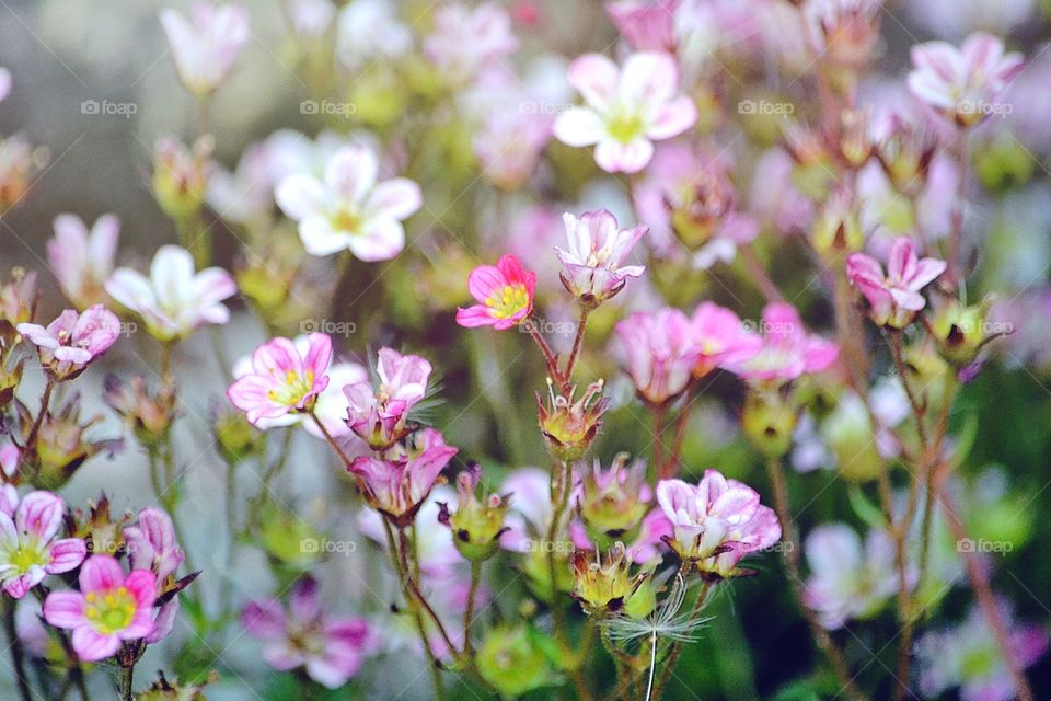 Pink flowers