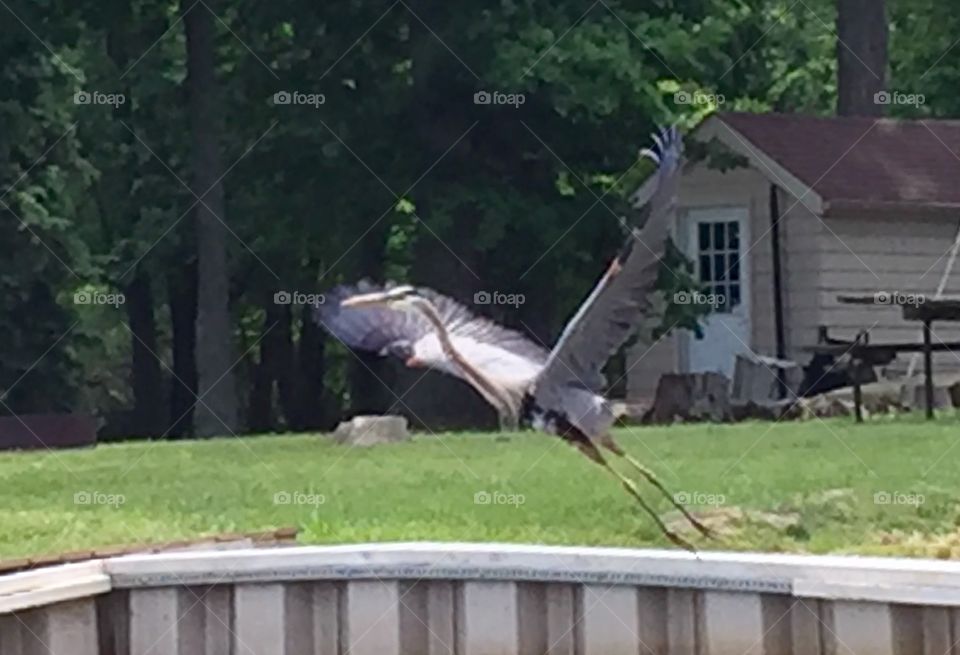 Crane in flight 