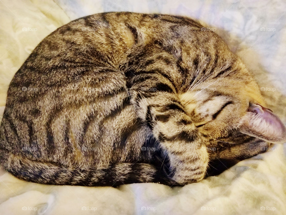 Tabby cat covering eyes while napping.