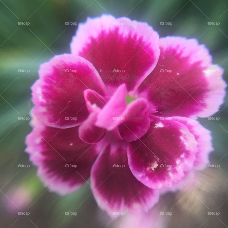 Close up flower fade 