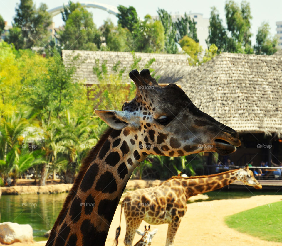 giraffe in Bhopal side view