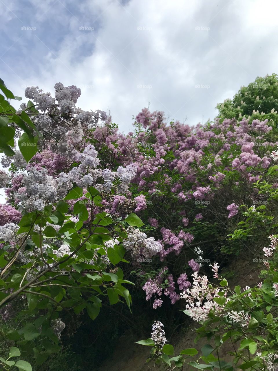 blooming lilac in the botanical garden of the city of Kiev