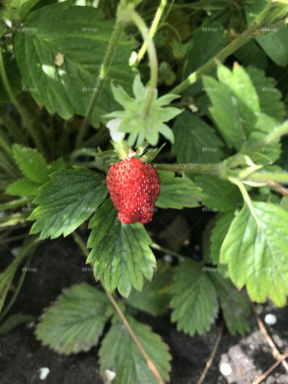 Strawberry 