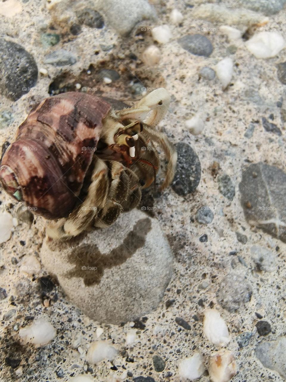 Hermit Crab in Chenggong Township, Taitung County