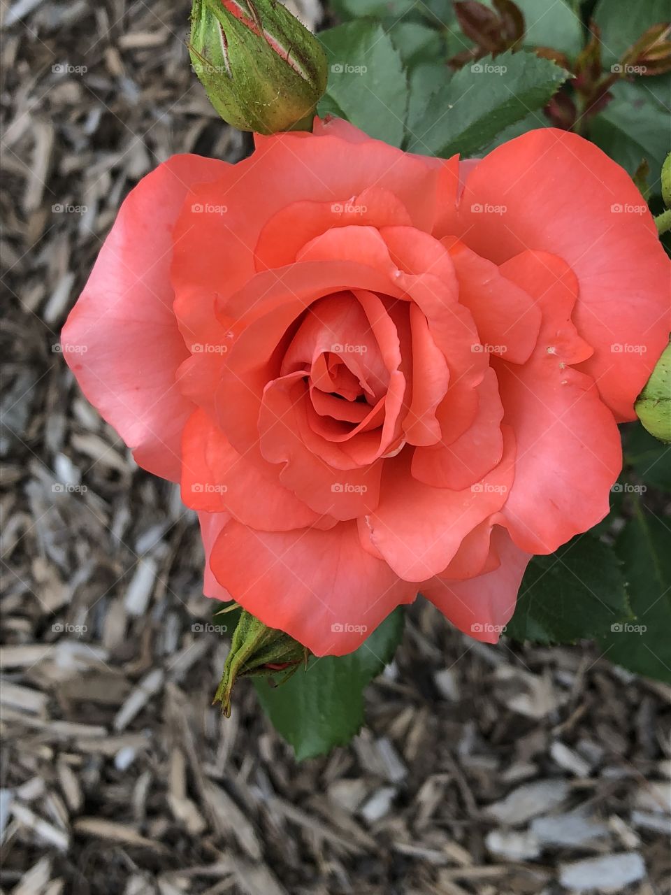 A stunning and vibrant salmon colored flower. Picture taken at the rose garden in Colonial Park in Somerset, NJ. 