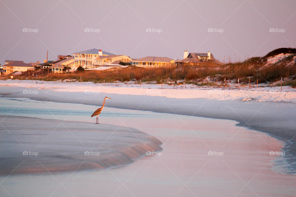 Bird at beach