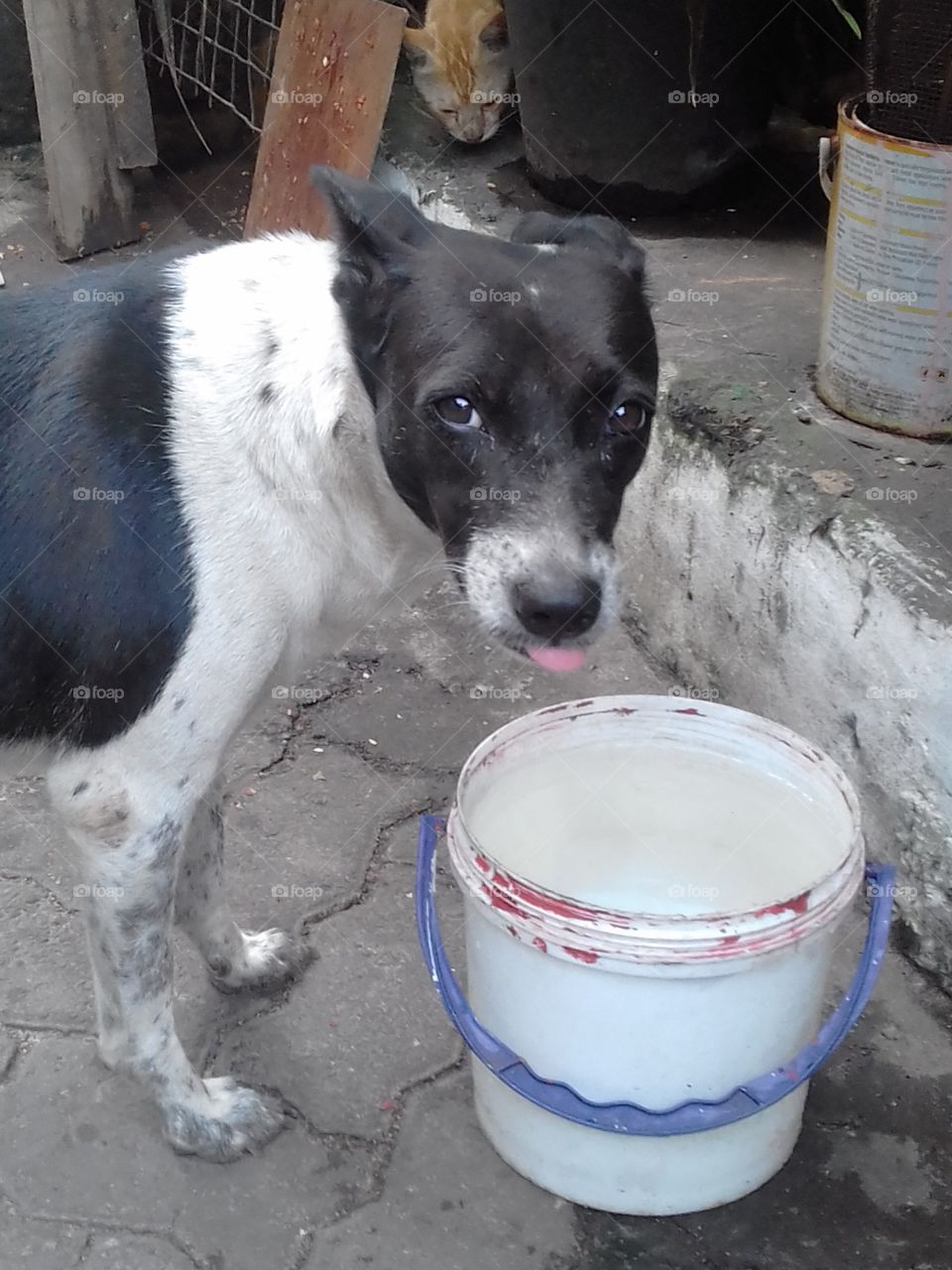 Black & White Dog...