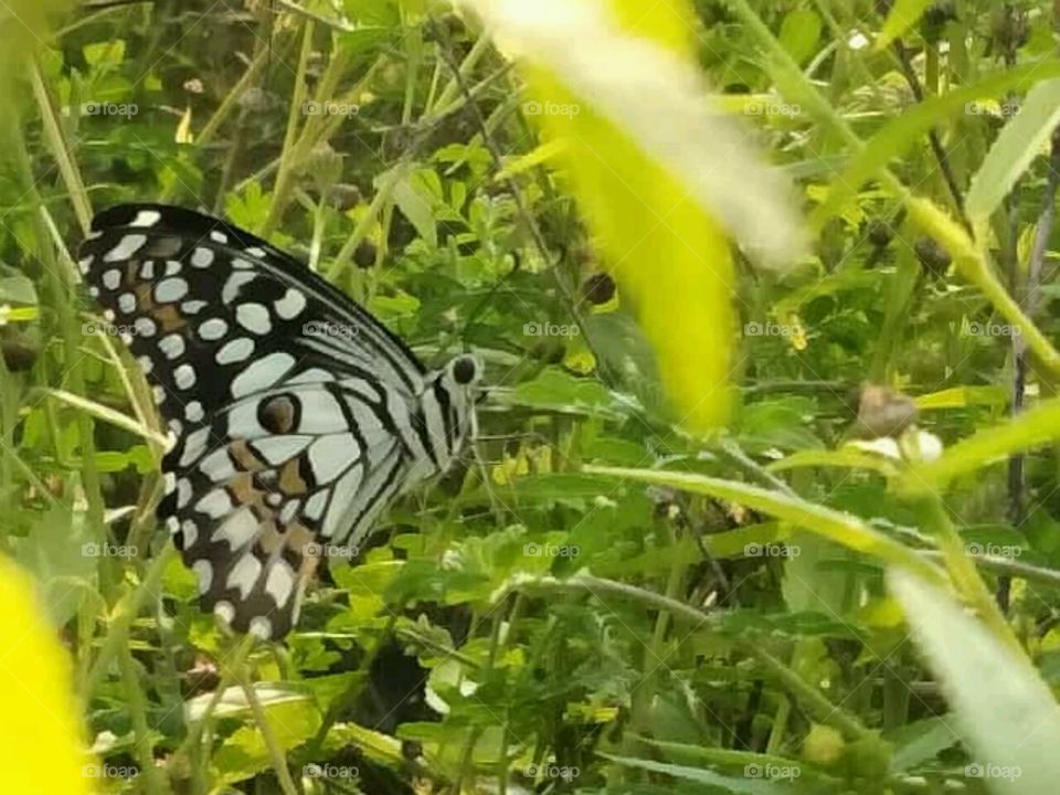 Beautiful seenary # butterfly 💖