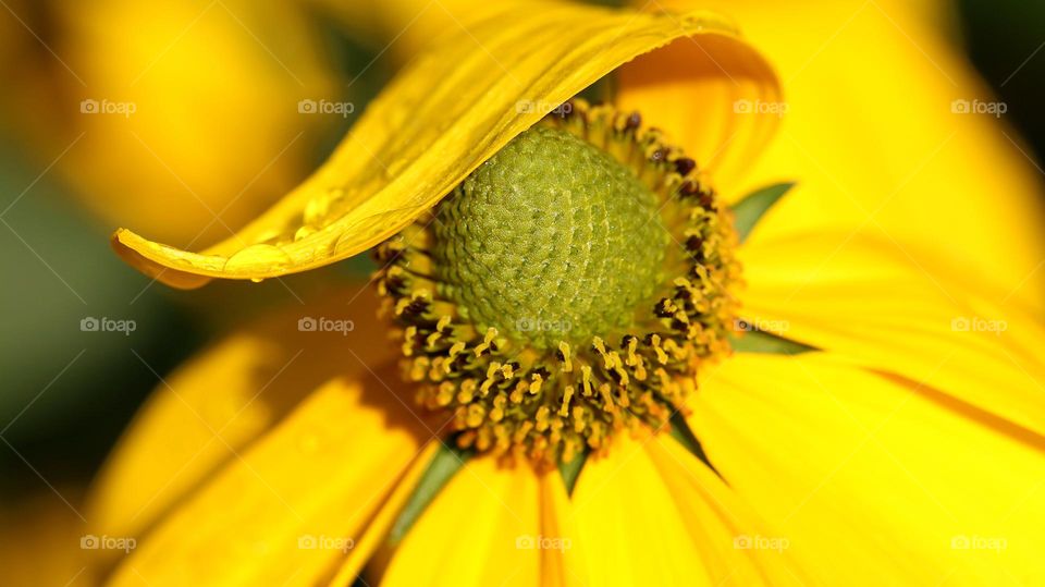 Einzelne Blüte in gelb